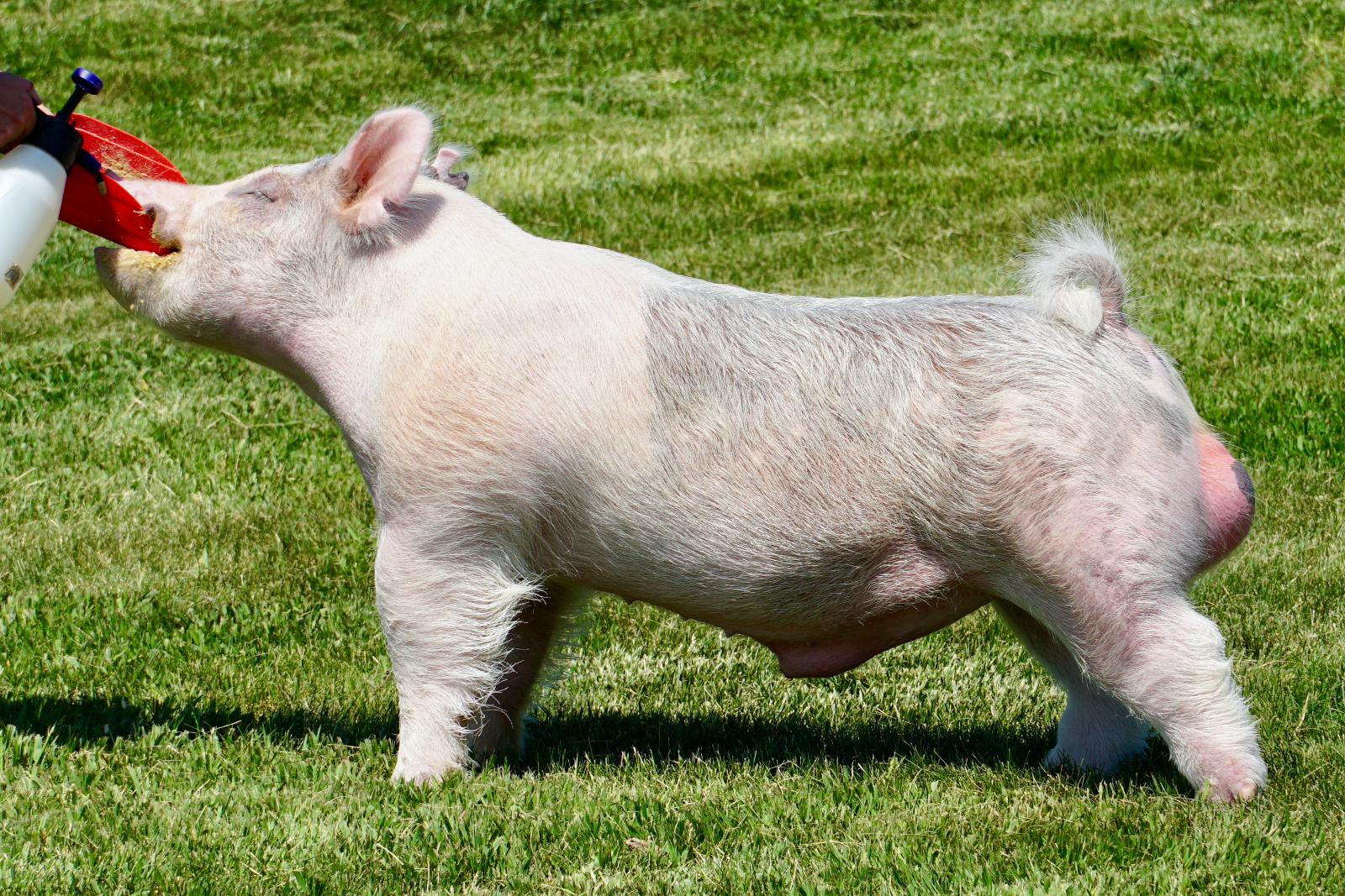 SMOKE TRICK — Light Cross boar