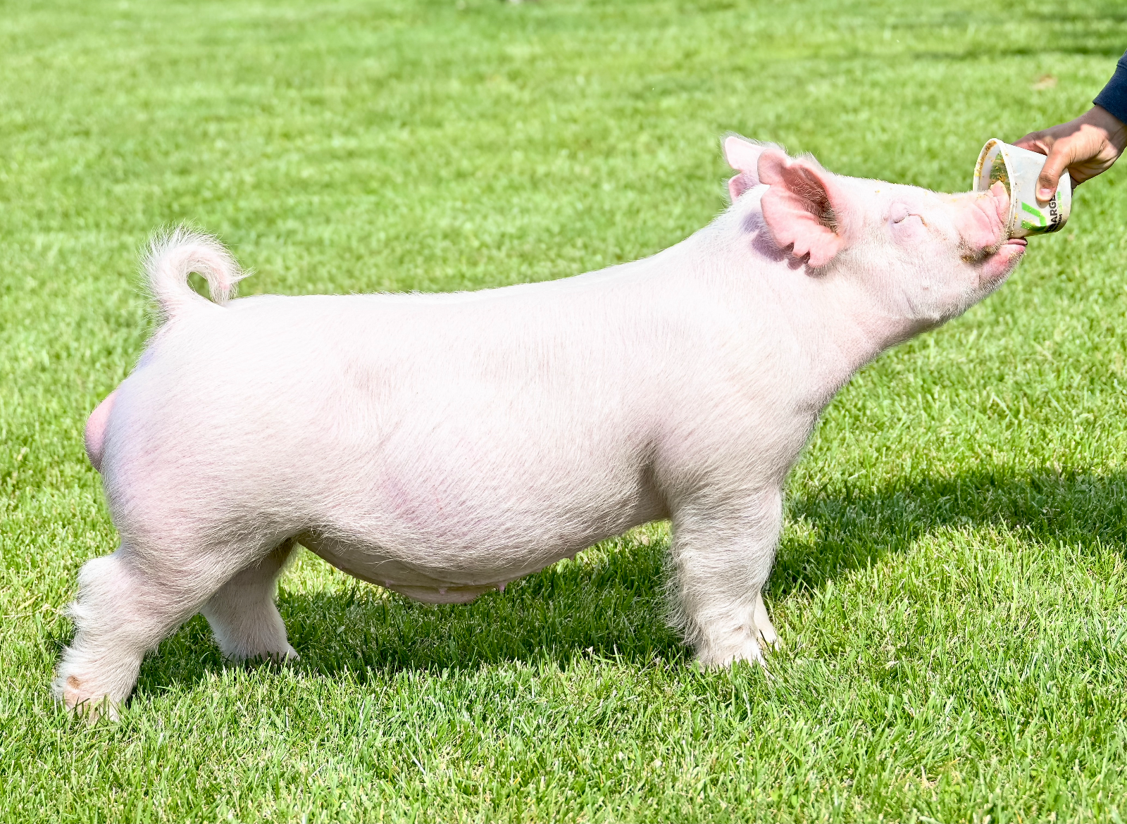 PROVOKED — Yorkshire boar