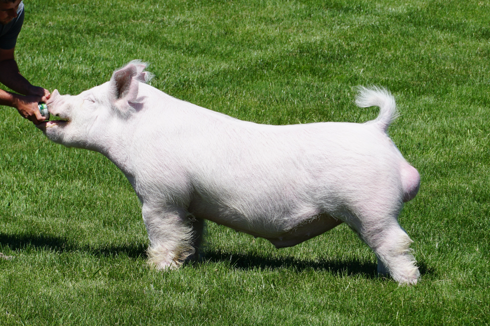HIGH STAKES — Yorkshire boar