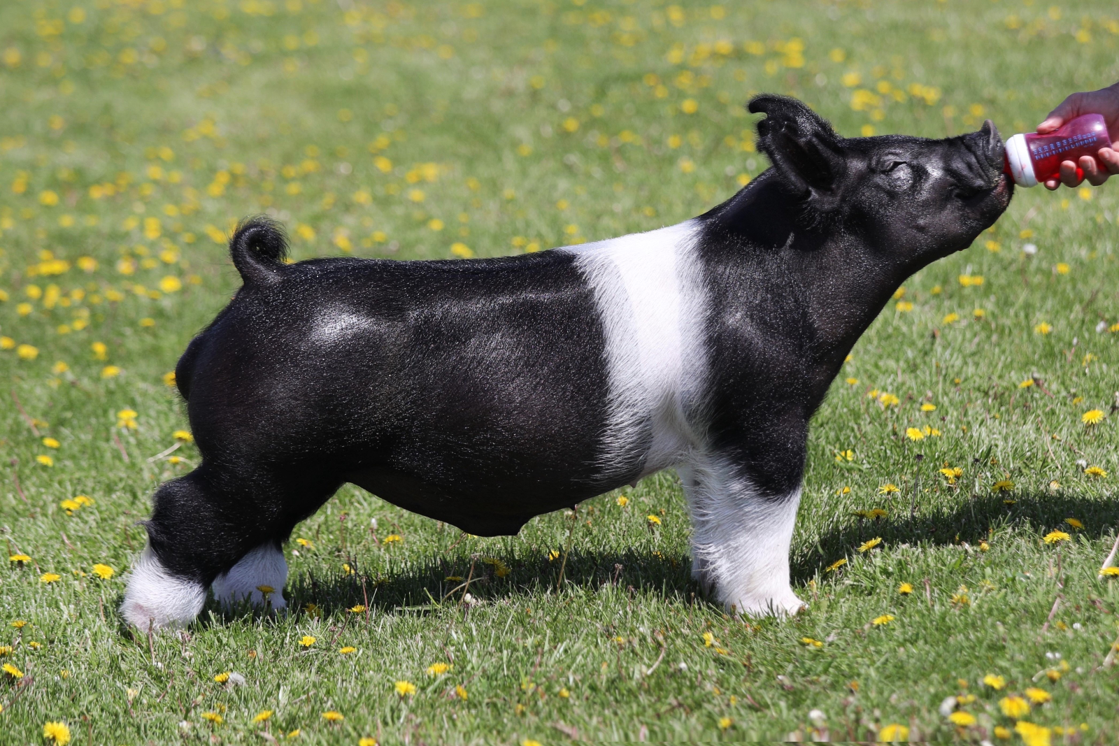 FAR FETCHED — Dark Cross boar