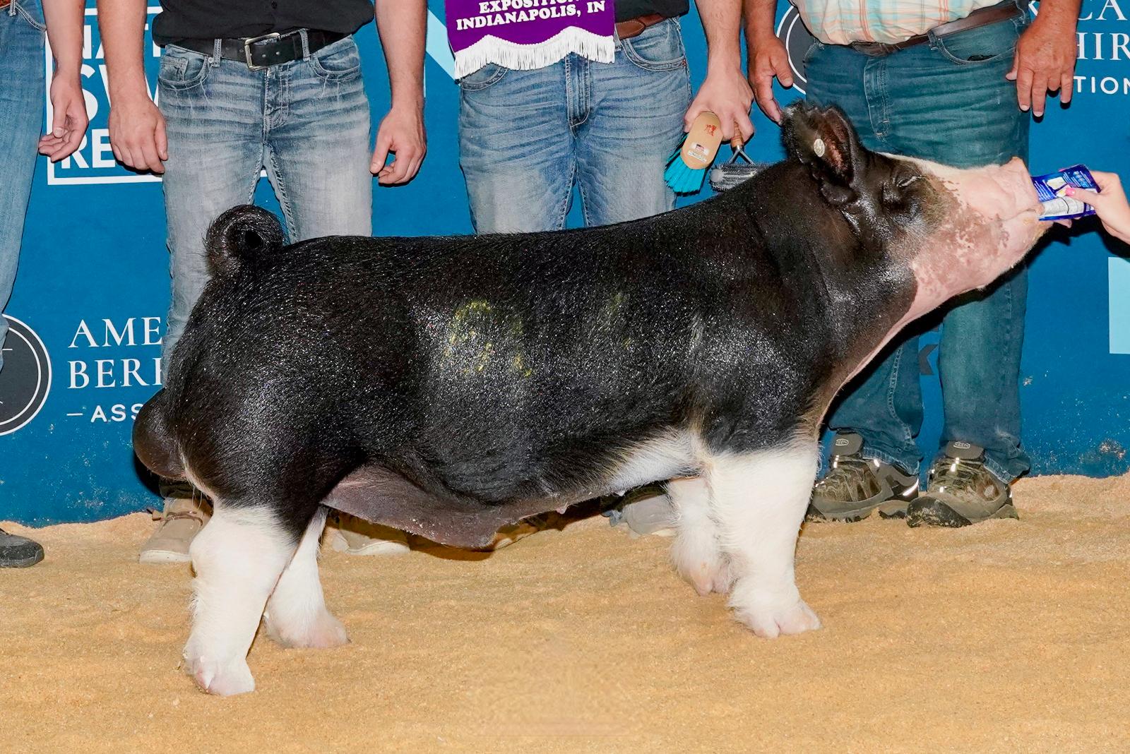 CENTER STAGE — Berkshire boar