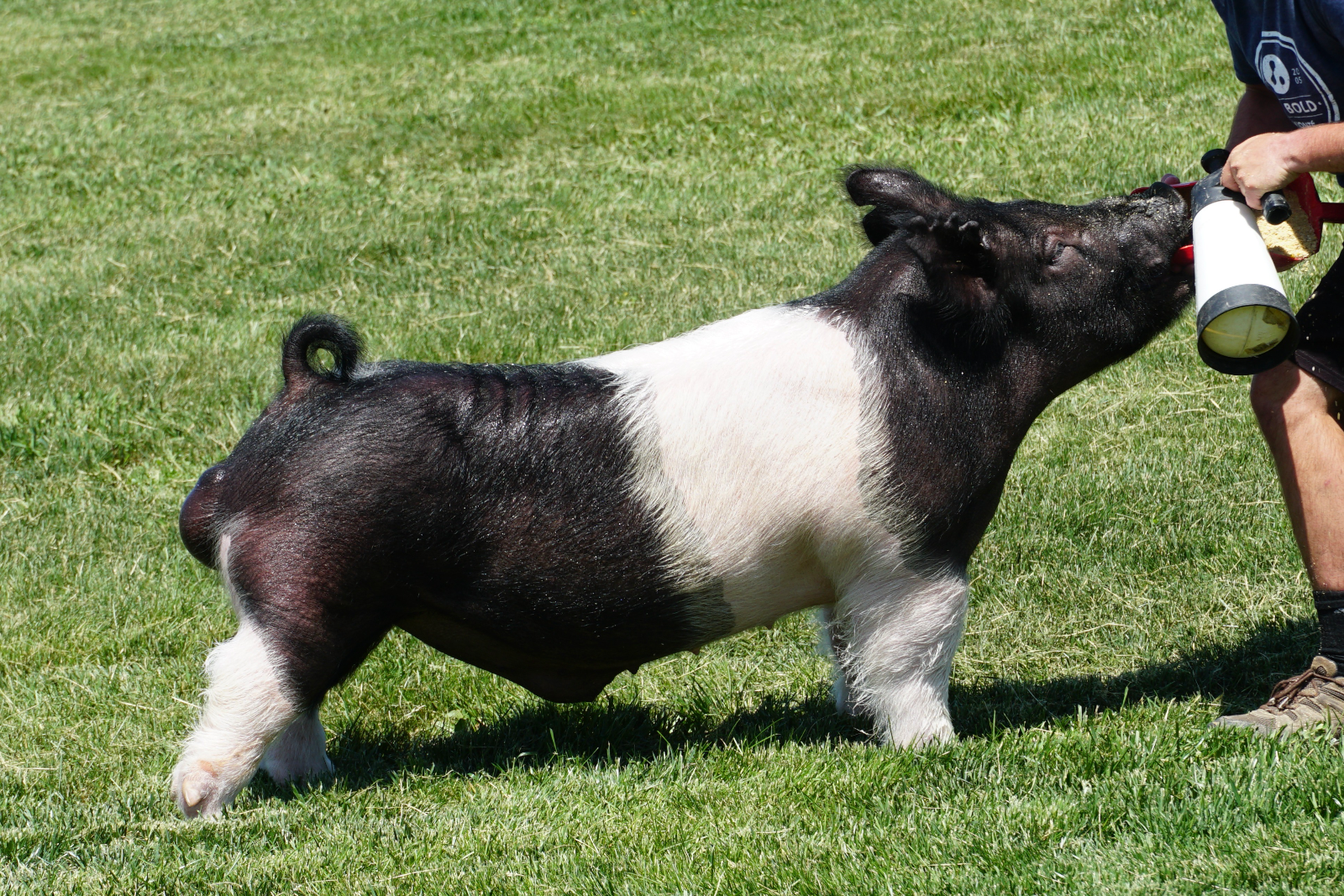 MAGIC STICK — Dark Cross boar