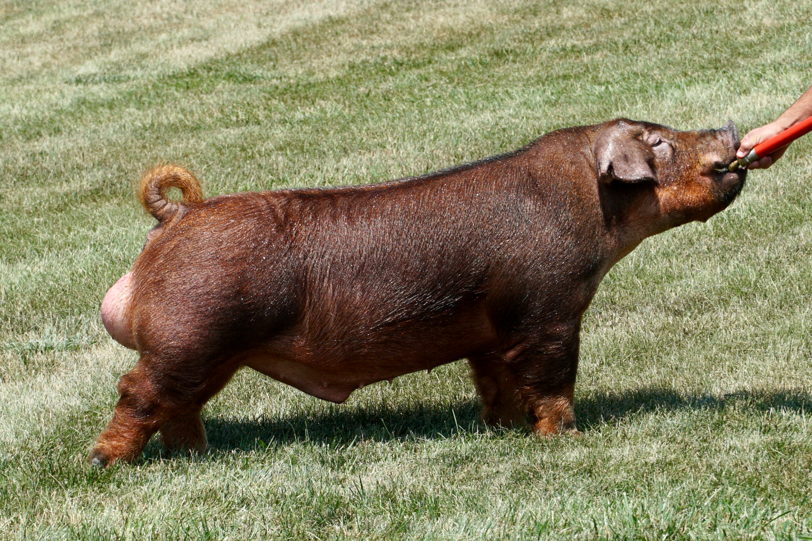 MAKERS MARK — Duroc boar