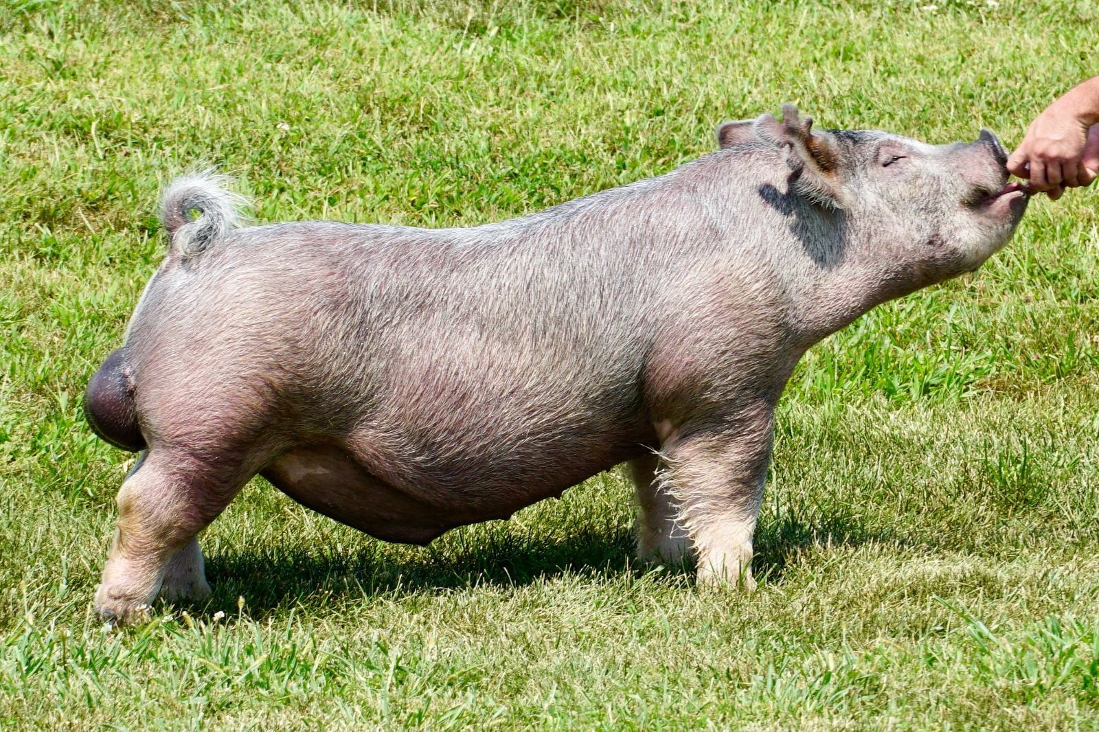 Blueprint — Light Cross boar