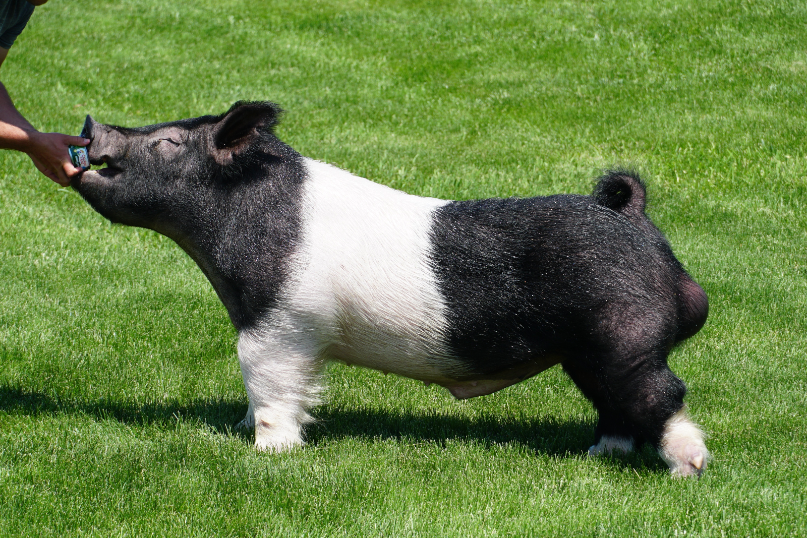 EXPOSED — Dark Cross boar