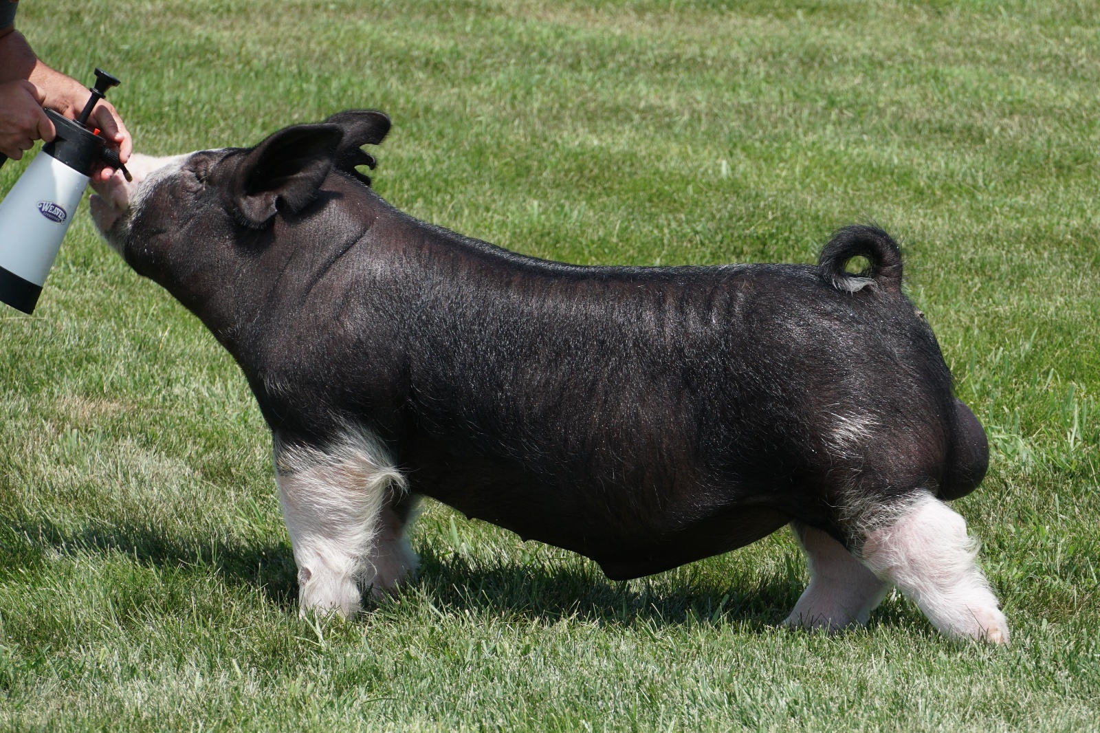 MAIN EVENT — Berkshire boar