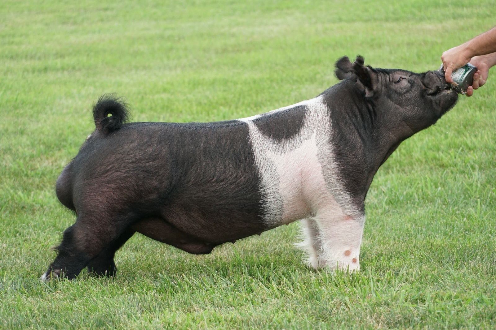 ROGUE NATION — Dark Cross boar