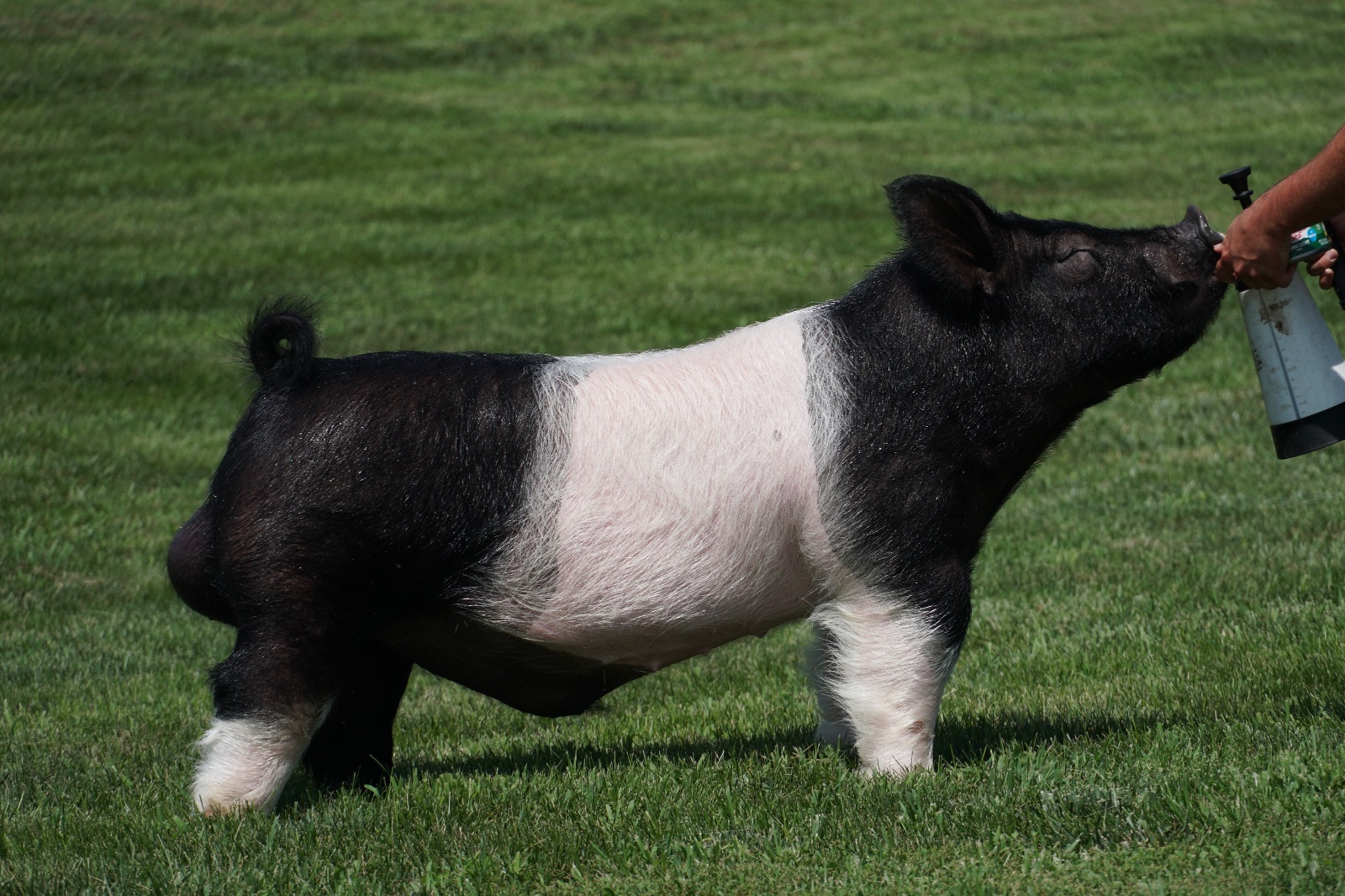 STAREDOWN — Dark Cross boar