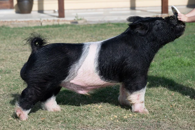 All Good — Dark Cross boar