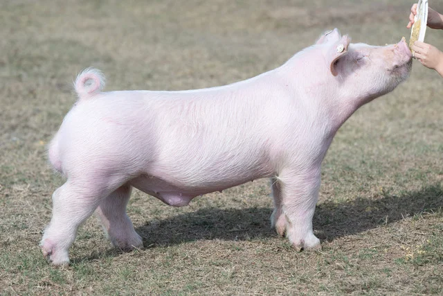 Bail Money — Light Cross boar