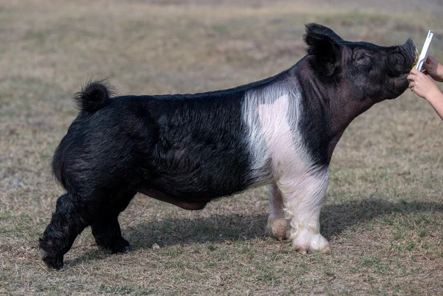 Between the Sheets — Dark Cross boar