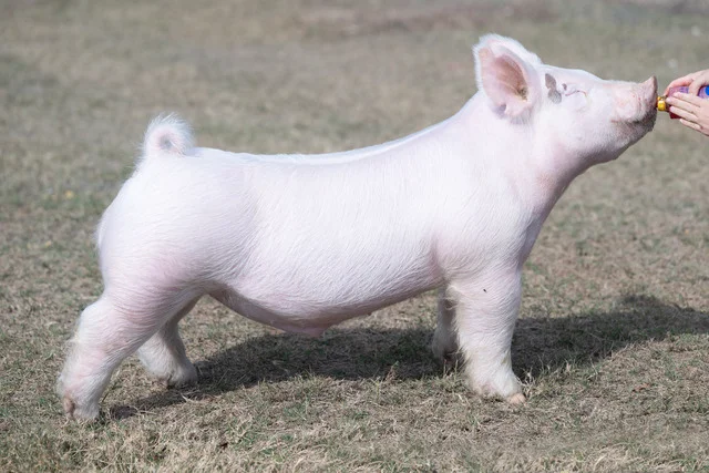 Cold Cut — Light Cross boar