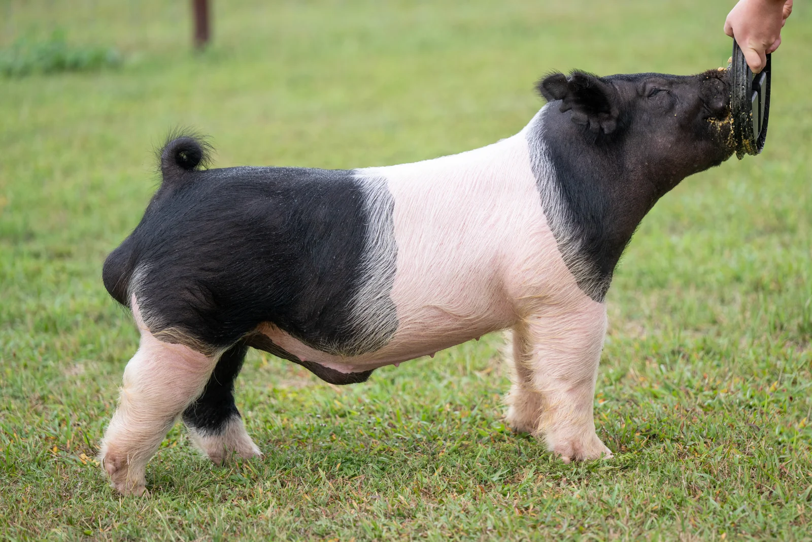 Crossbones — Dark Cross boar