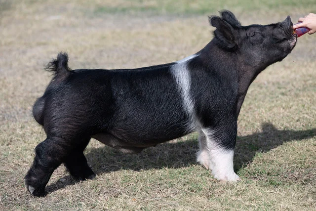 Diablo — Dark Cross boar