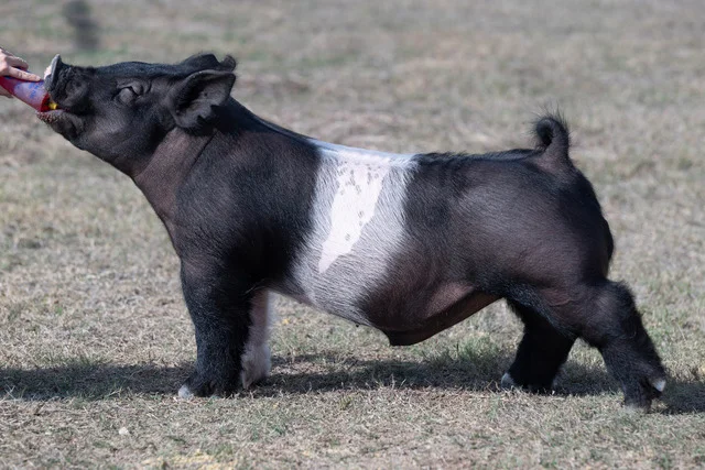 En Fuego — Dark Cross boar