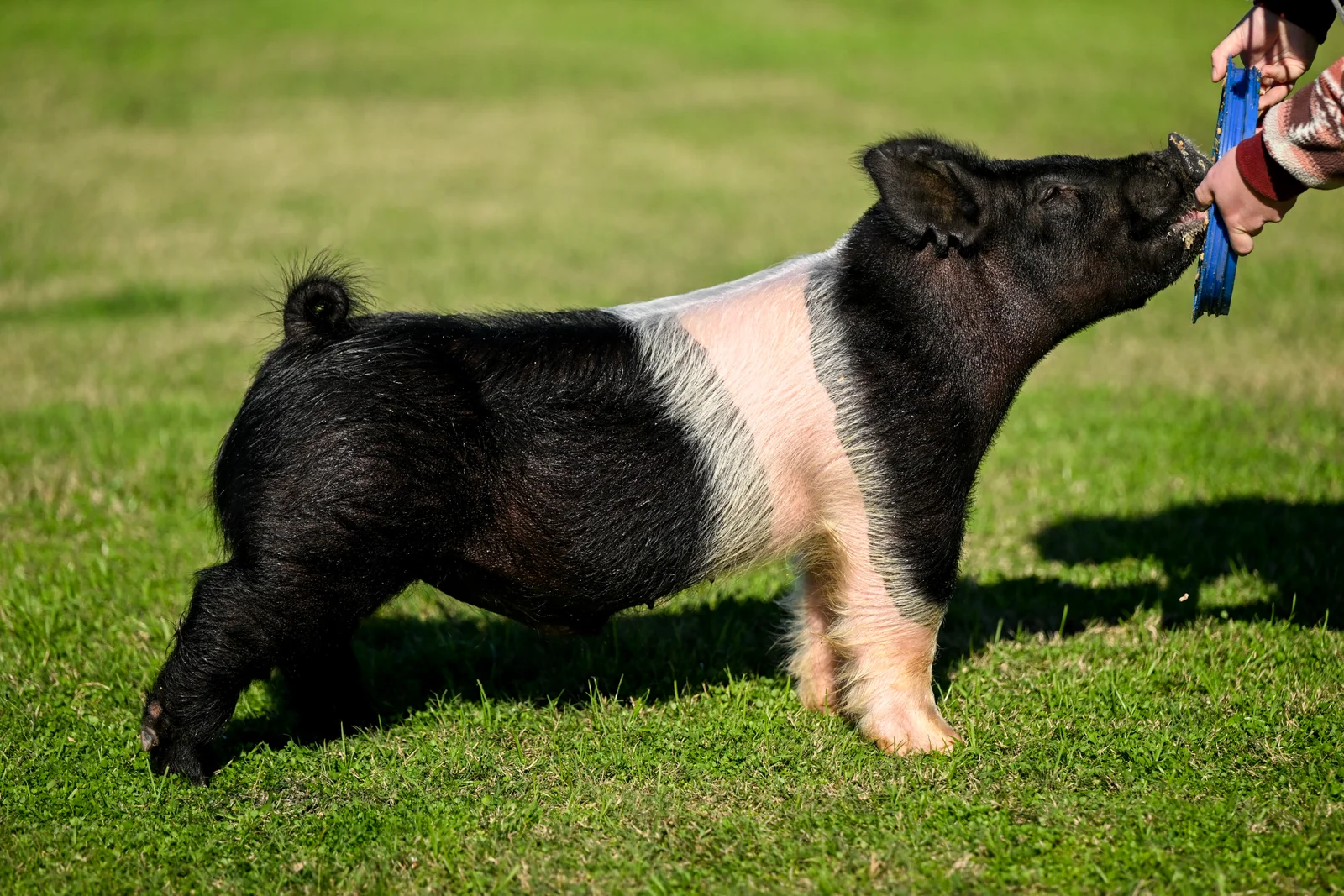 Hope — Dark Cross boar