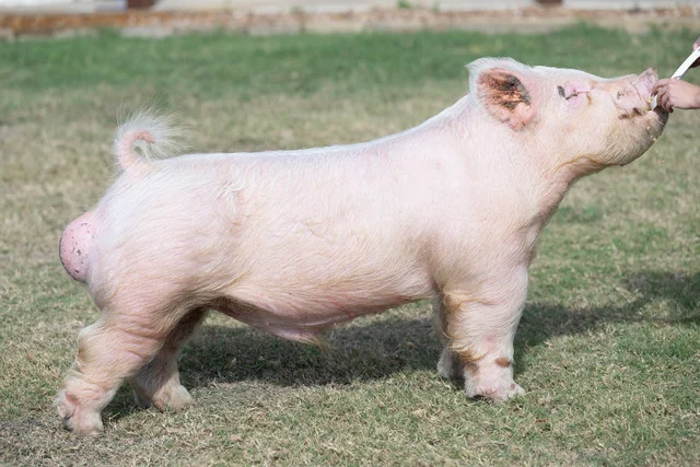 Marshall — Light Cross boar
