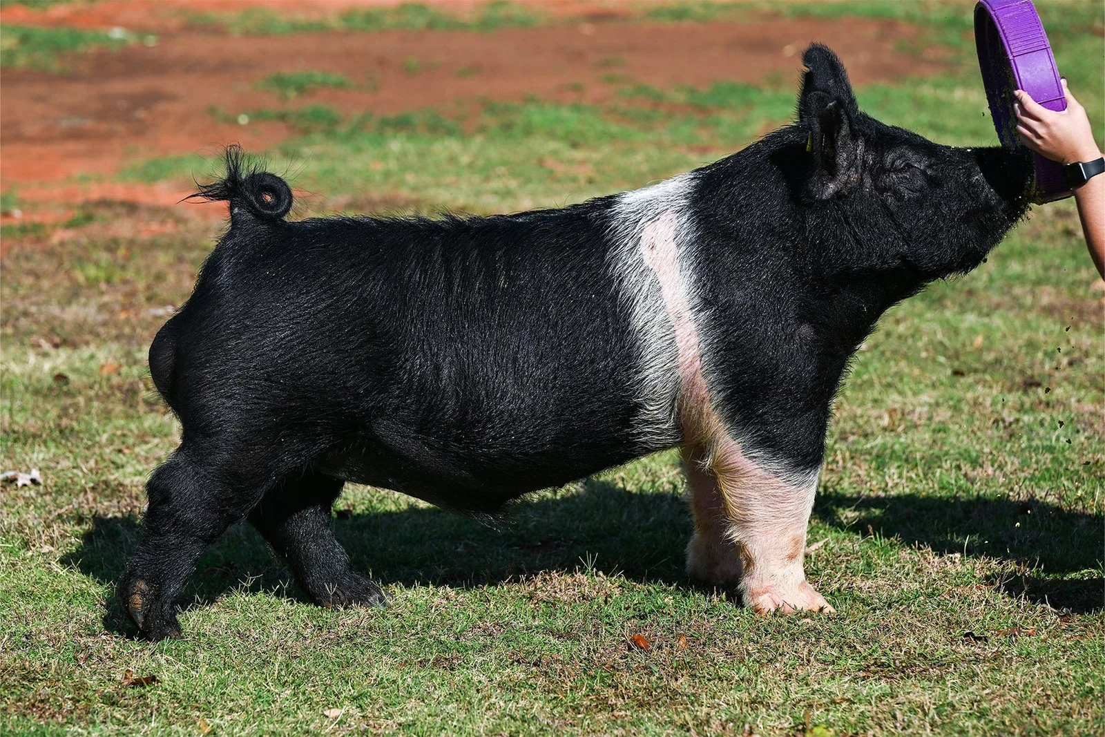 Doin Business — Hampshire boar