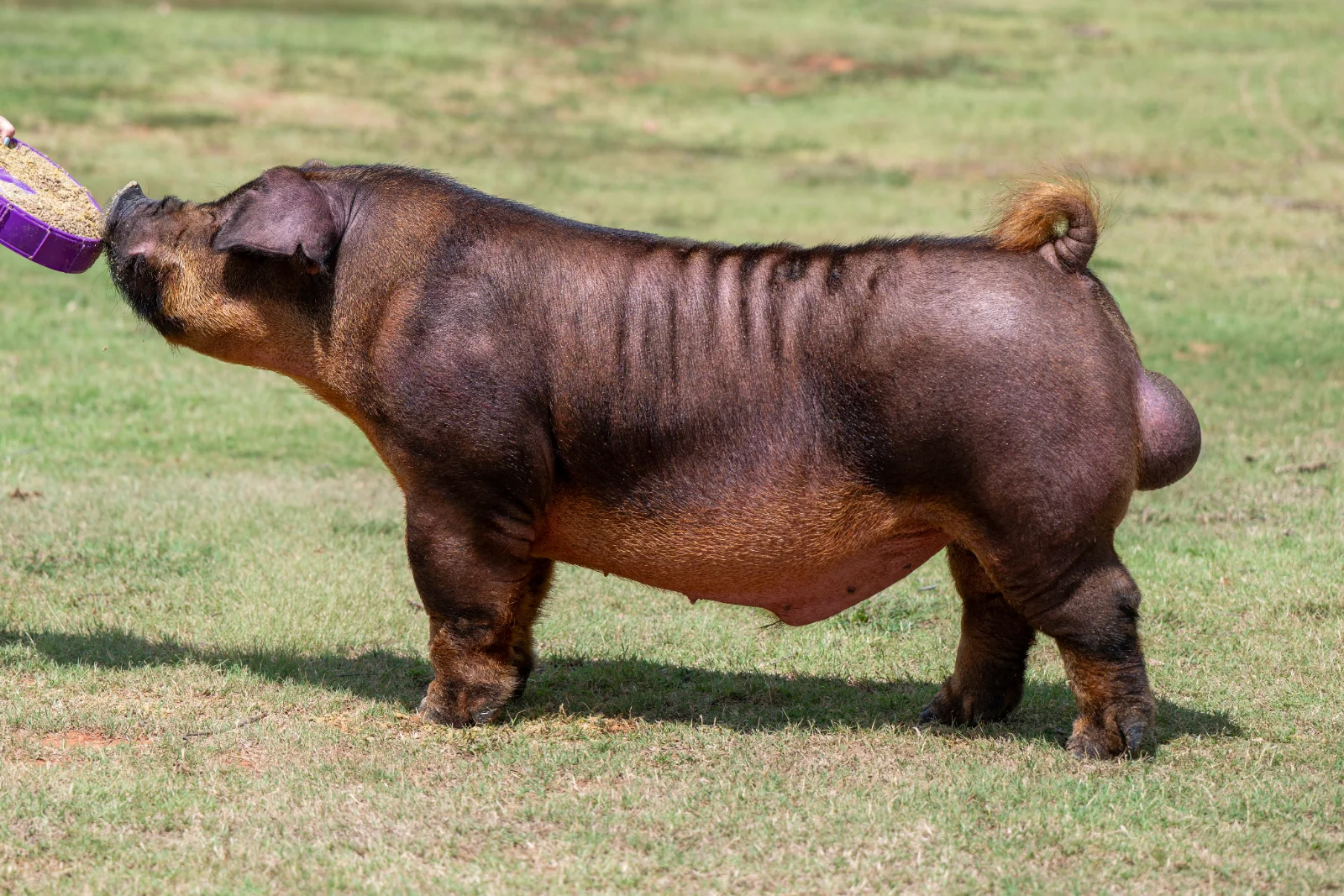 Rock Hard — Duroc boar