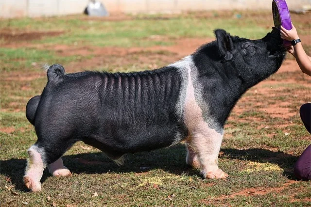 Smoke Signal — Hampshire boar