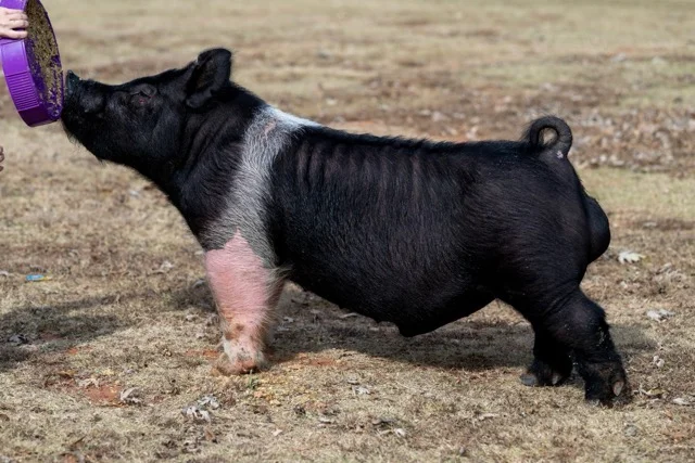 Tonto — Hampshire boar