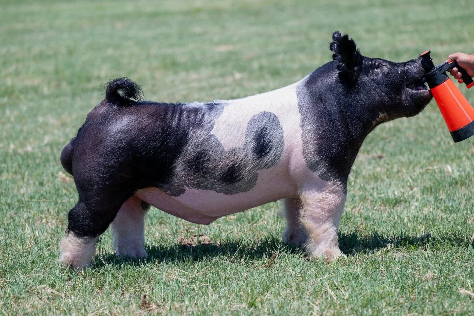 Maximus — Dark Cross boar