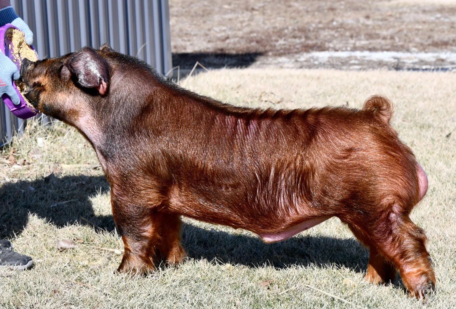 Bar Fight — Duroc boar