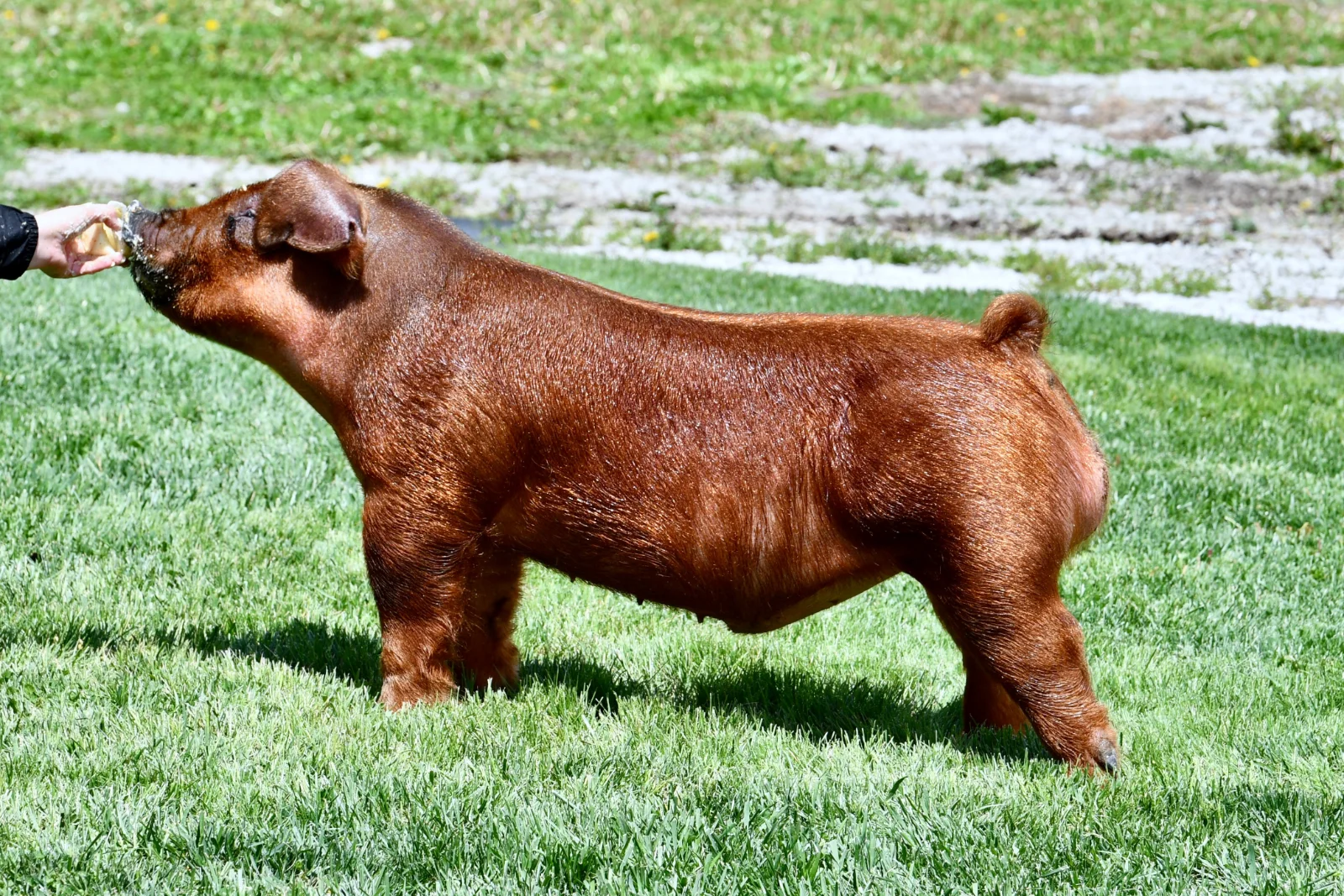 Just Do It — Duroc boar