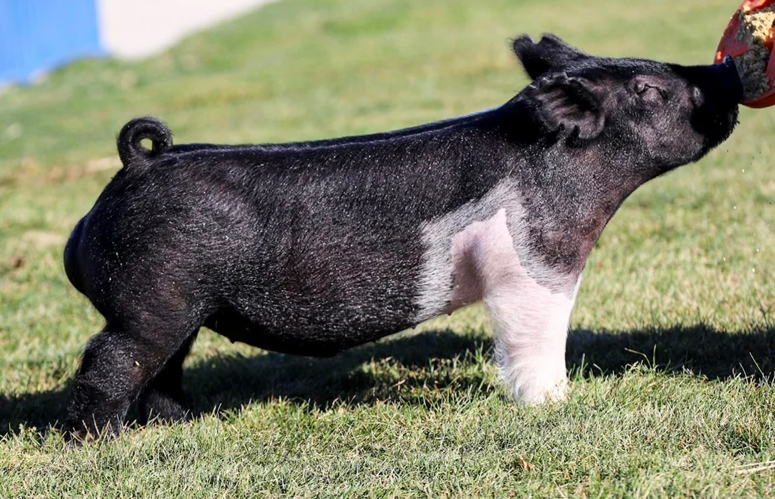 TAKE THE LEAD — Dark Cross boar
