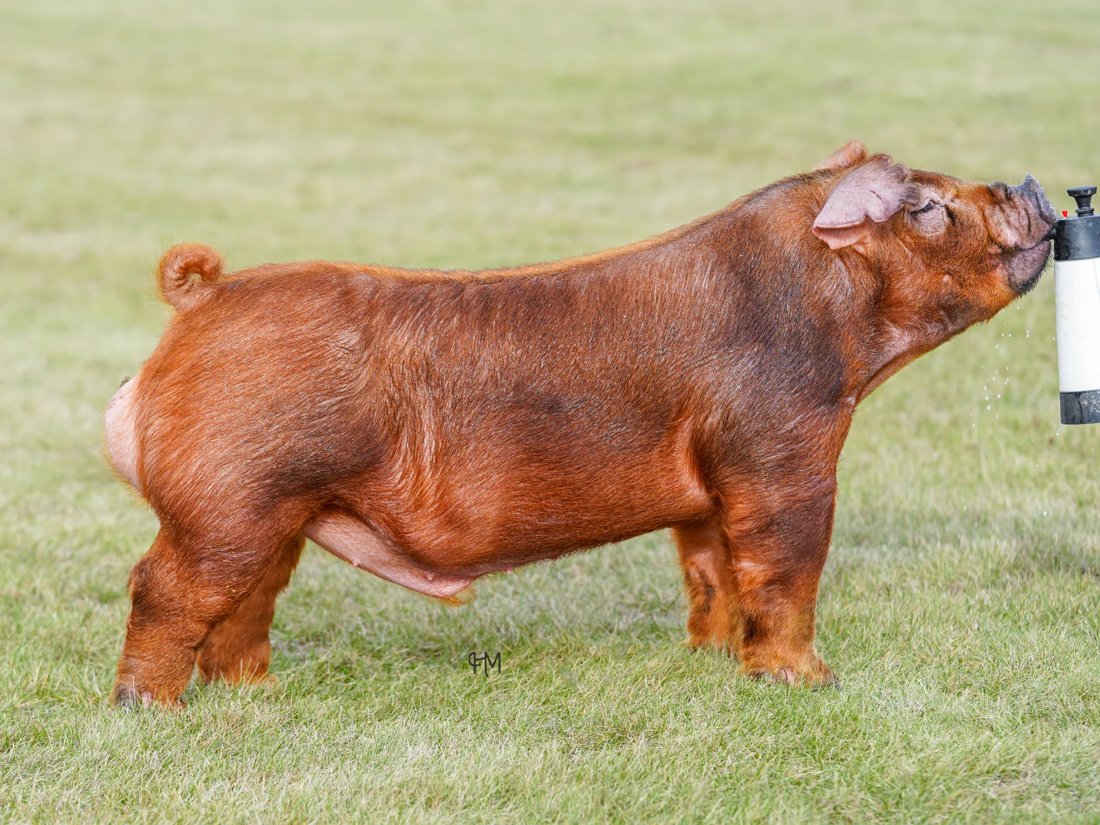 102 — Duroc boar