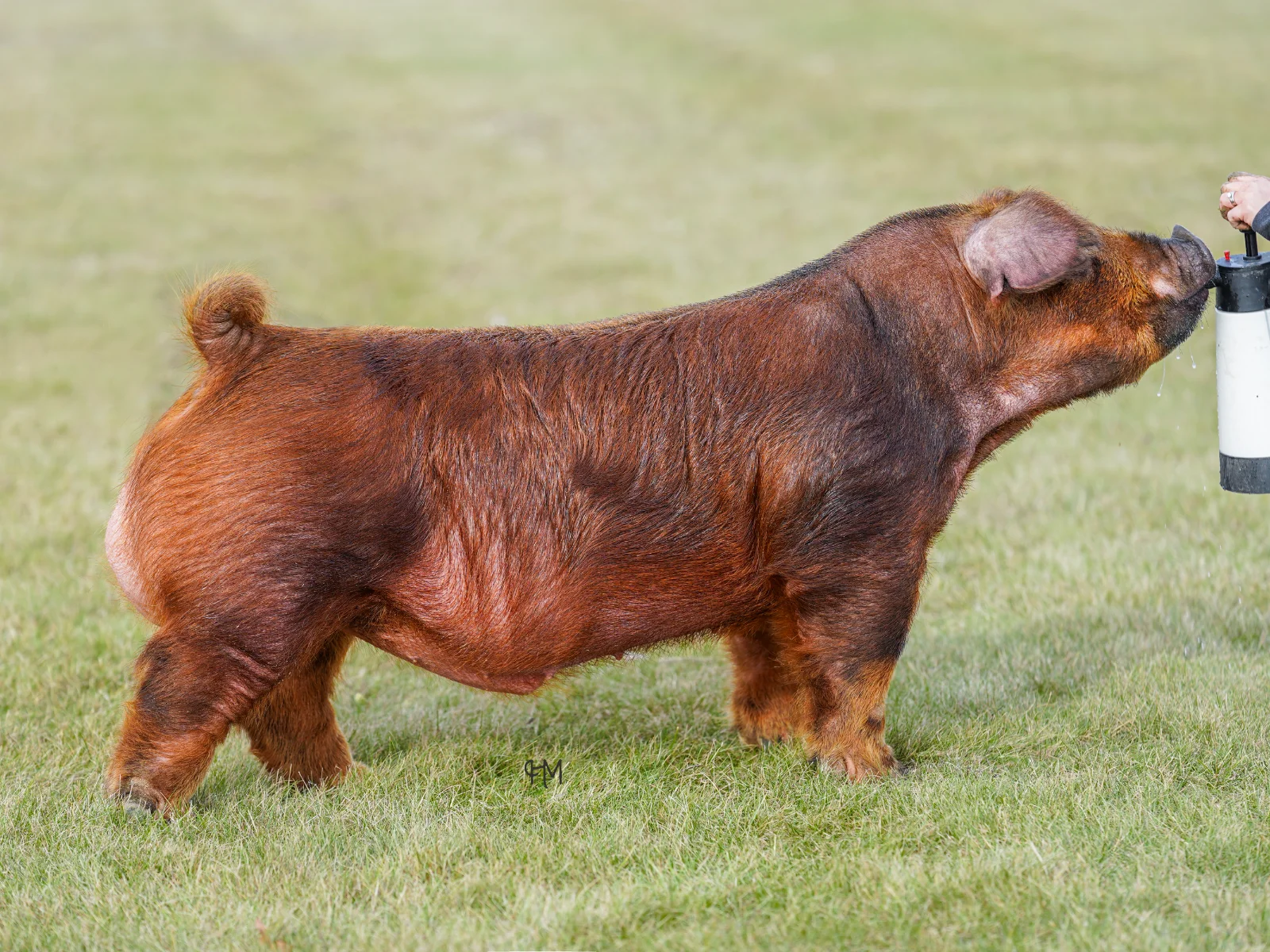 82 — Duroc boar