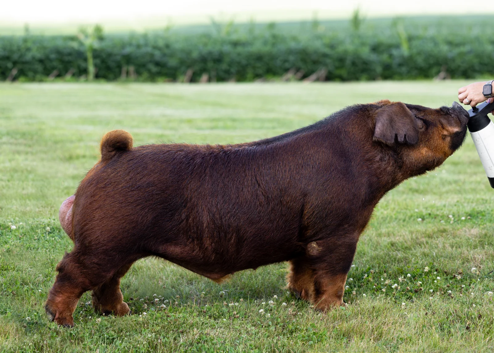 Gator — Duroc boar