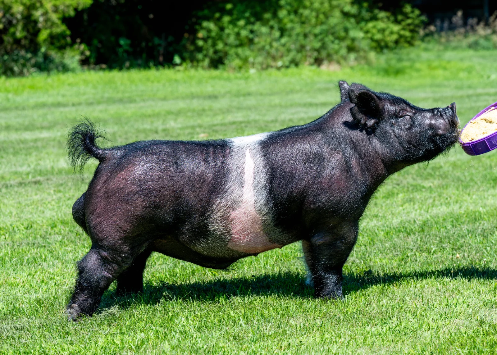 ALL IN — Dark Cross boar