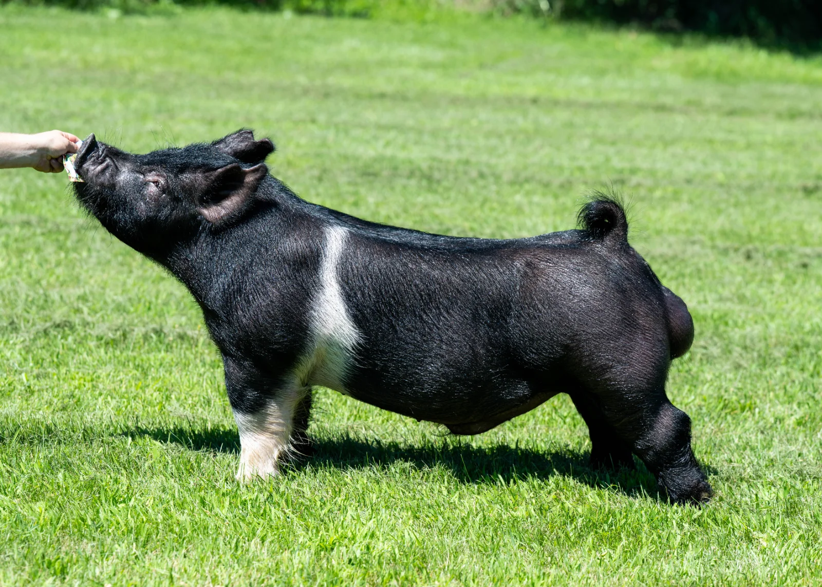 BOOKIE — Dark Cross boar