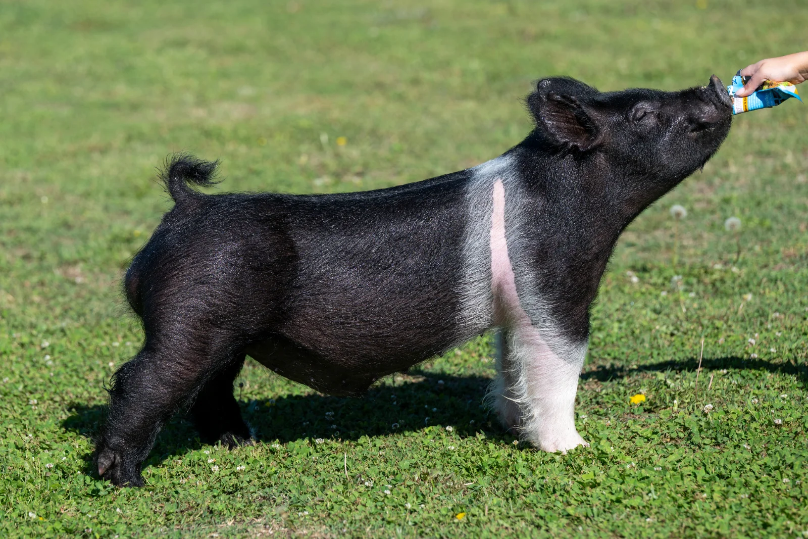 UNFILTERED — Dark Cross boar