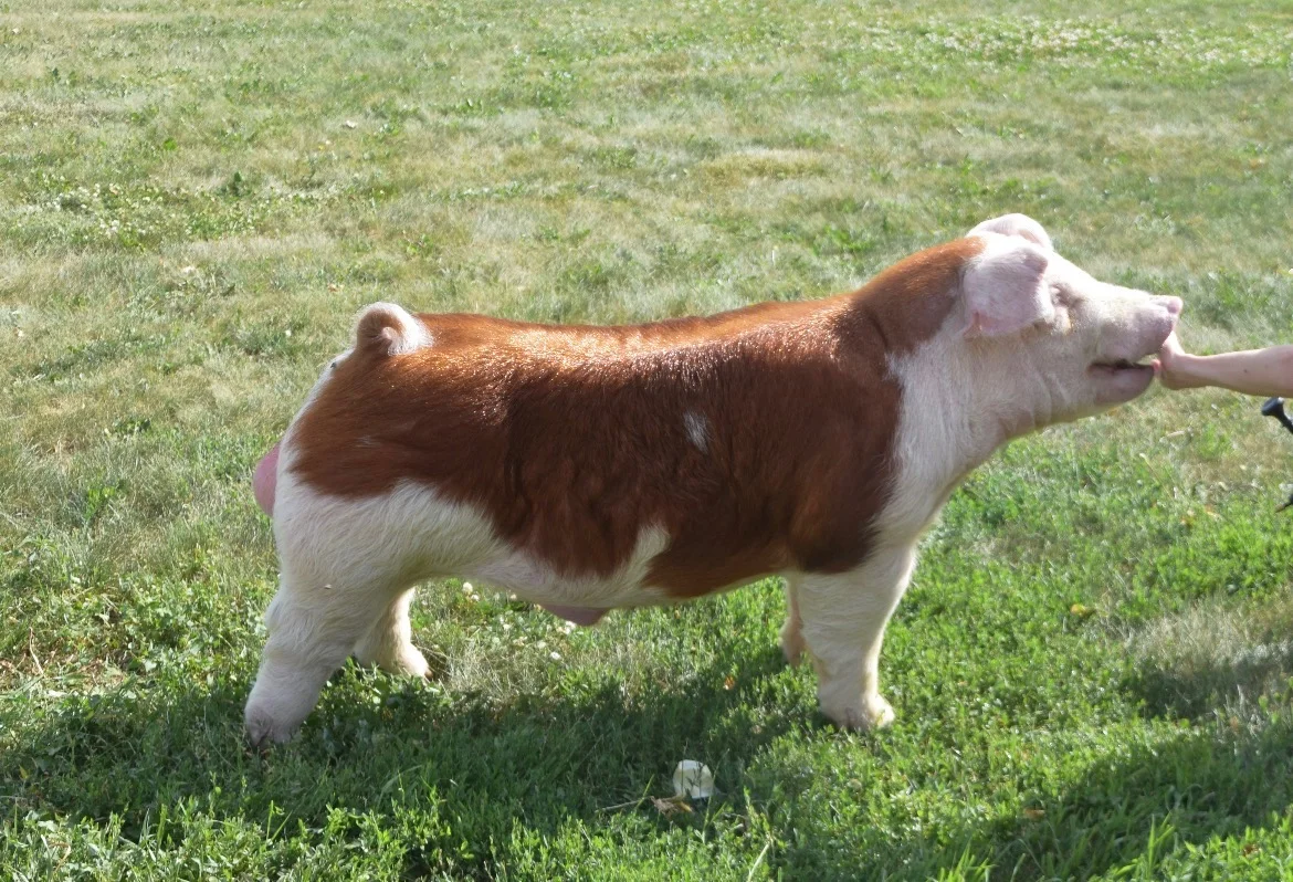 Front Office — Hereford boar