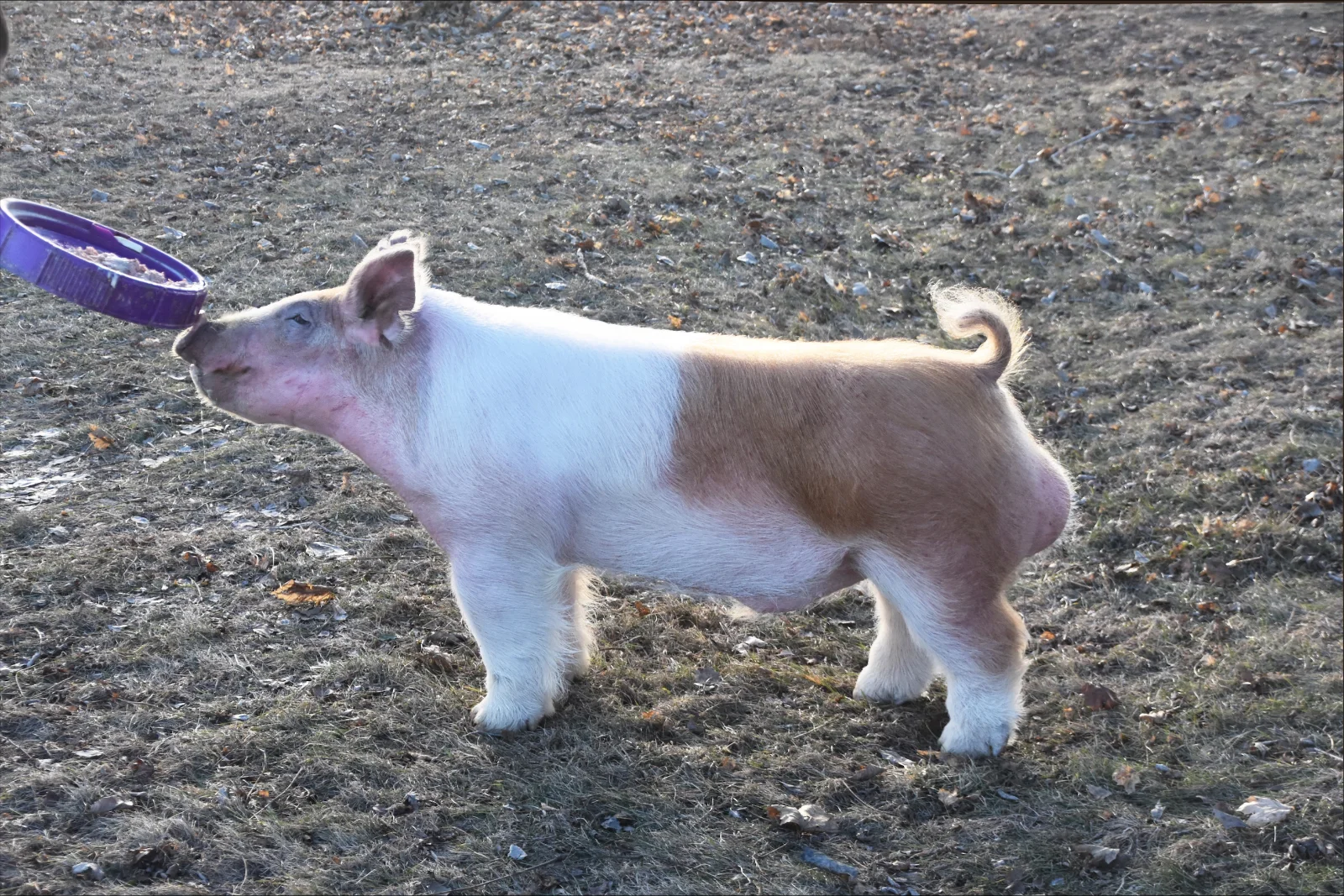 Hazard County — Light Cross boar