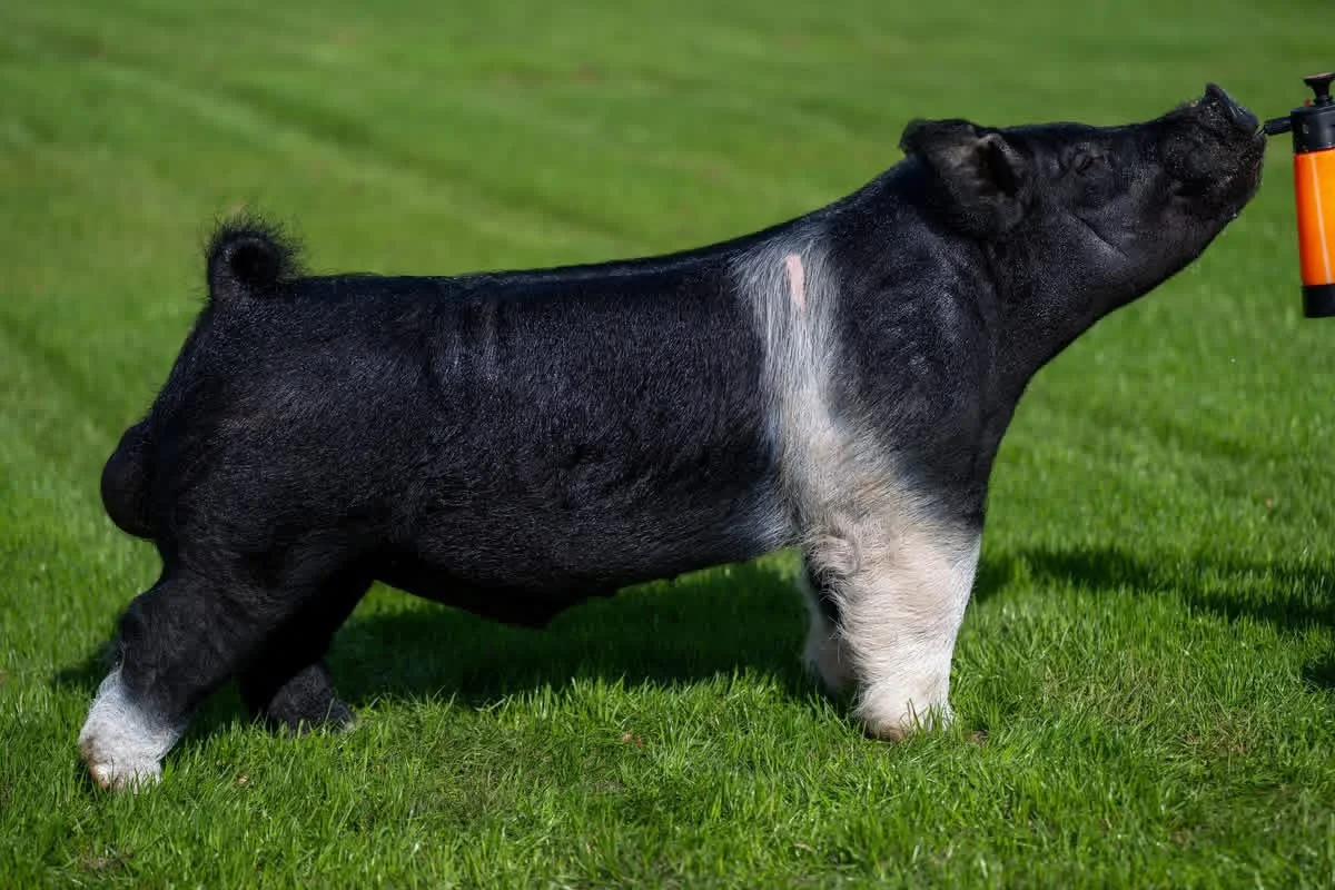 Plan B — Dark Cross boar