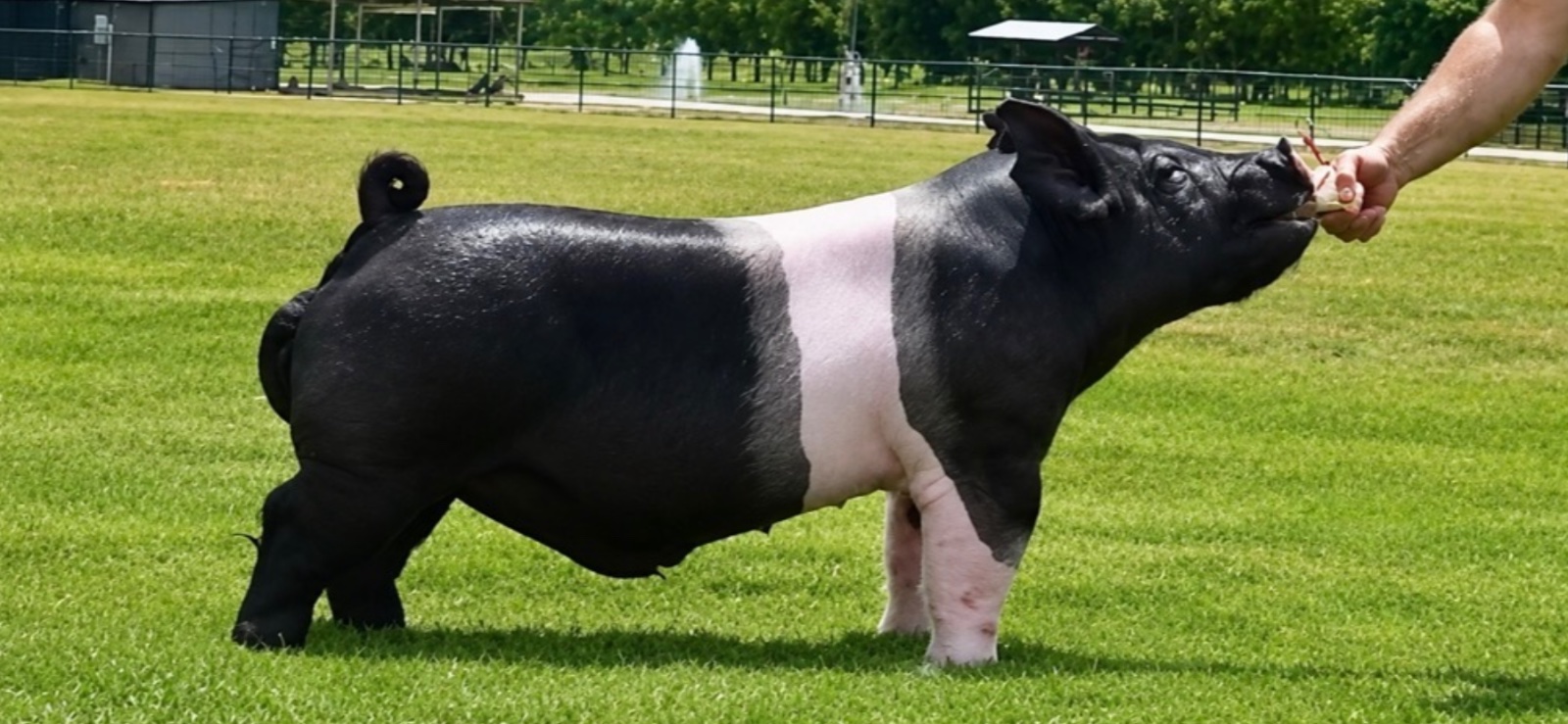Narrow Road — Dark Cross boar