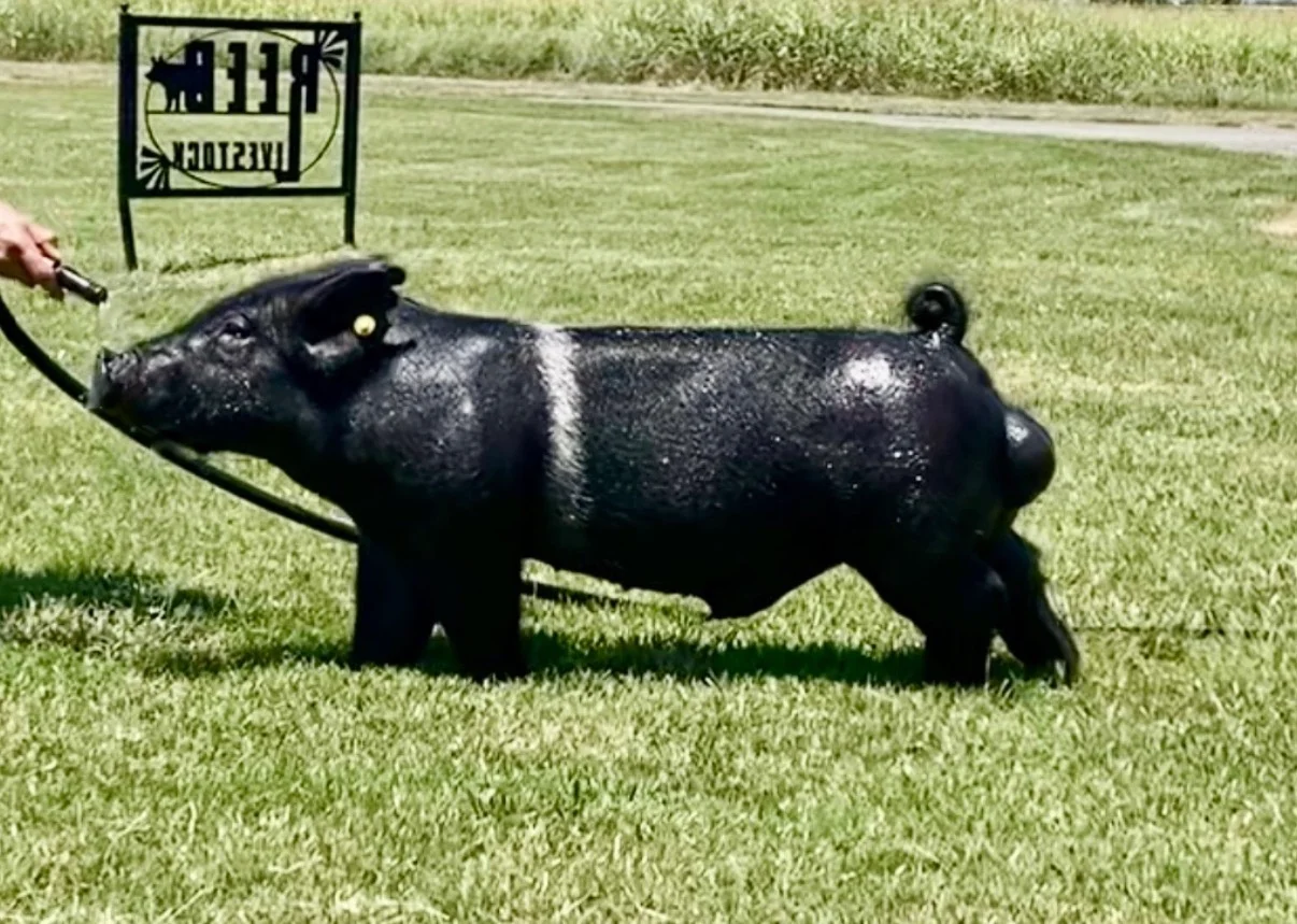 Preach — Dark Cross boar