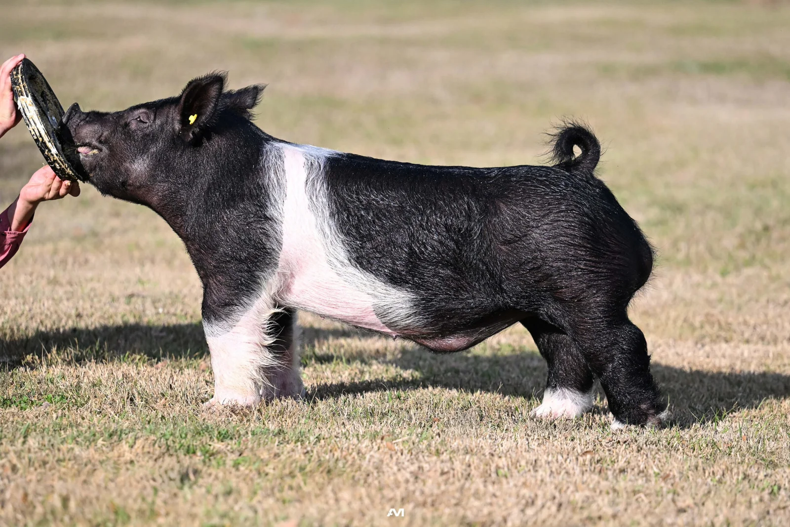 Stand Firm — Dark Cross boar