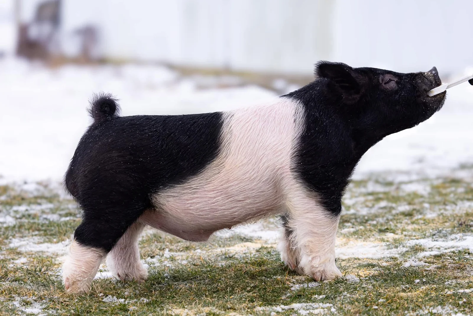 Alibi — Dark Cross boar