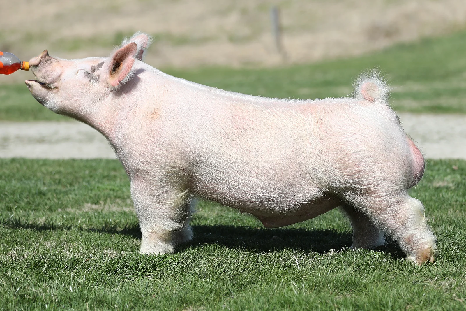 Break Loose — Light Cross boar