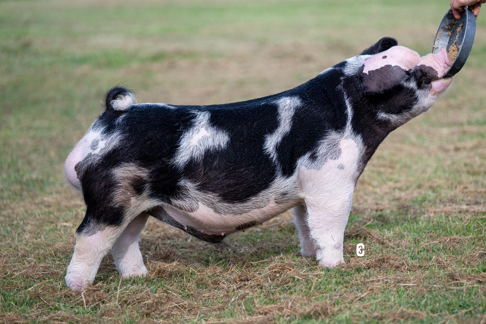 KRONOS — Spot boar