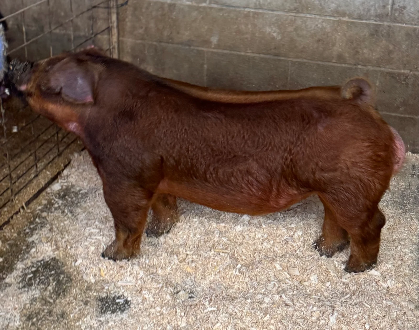 Sanctified — Duroc boar