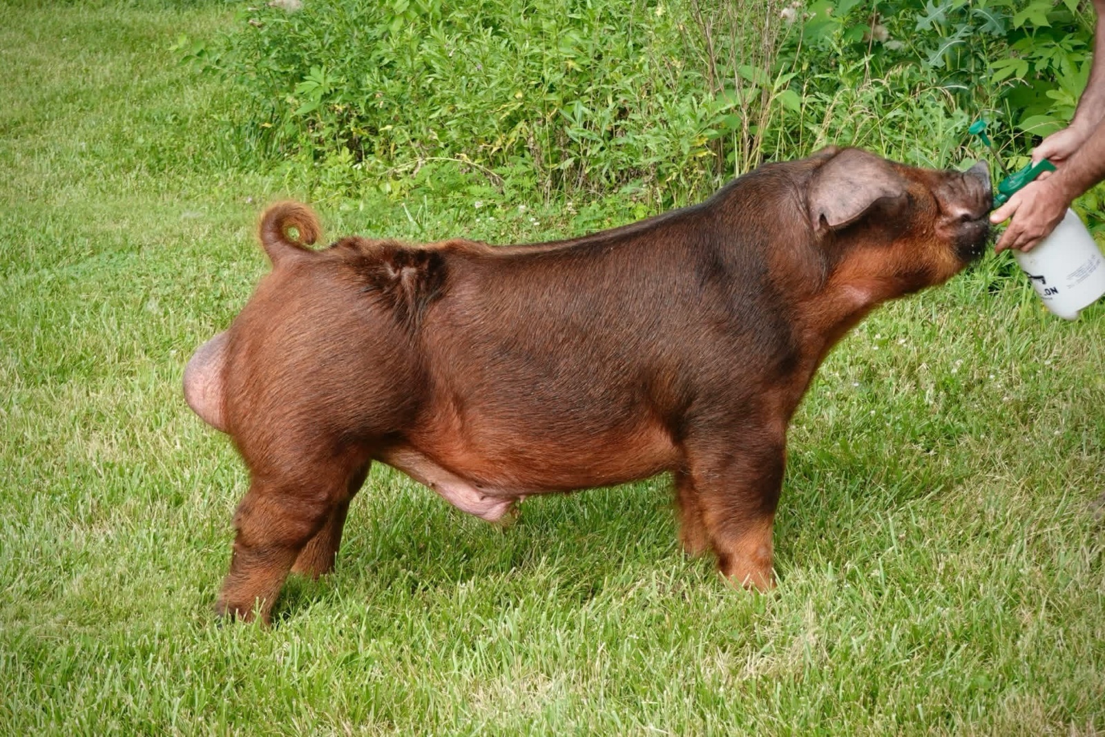 SCAR — Duroc boar