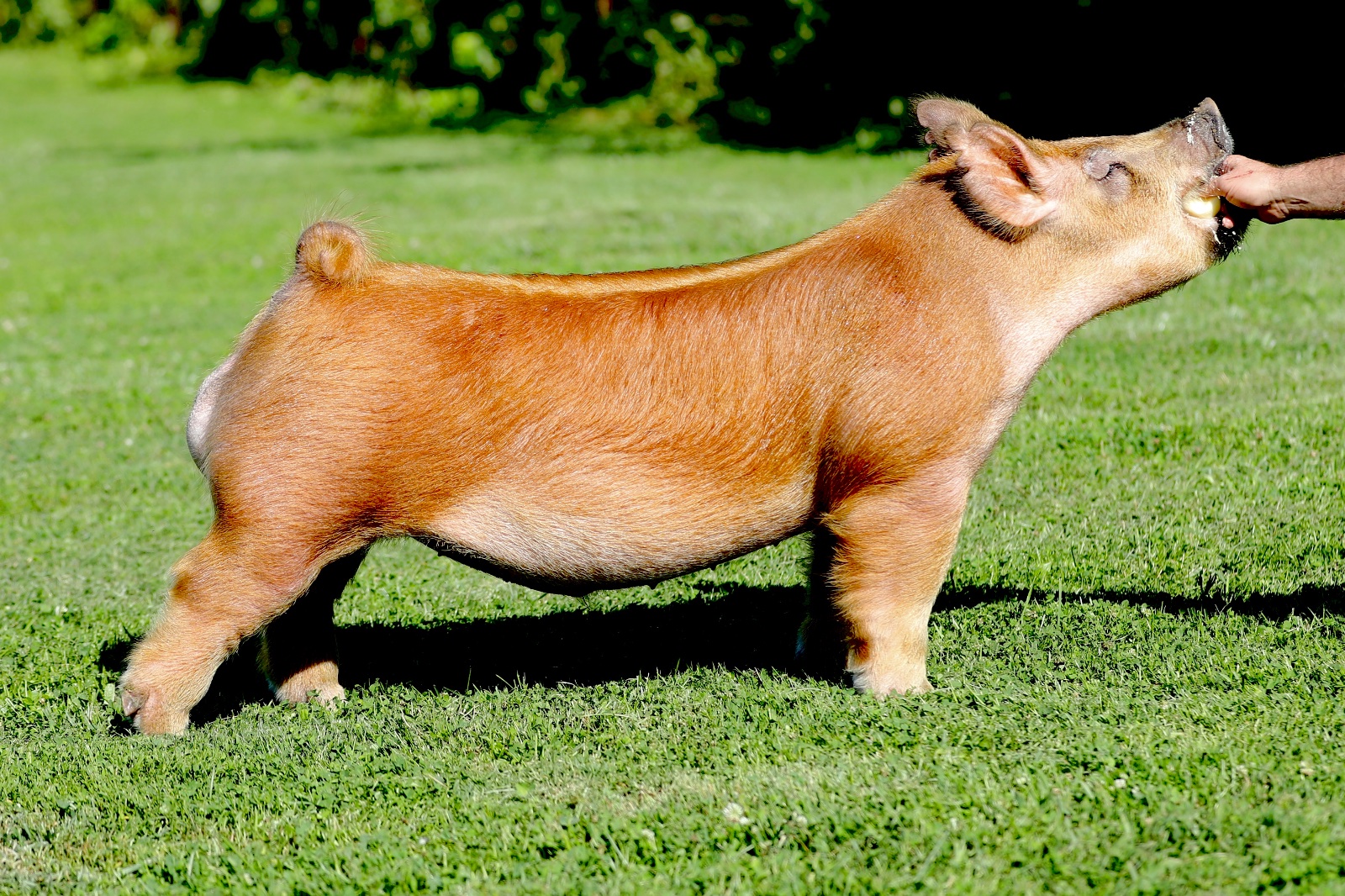 ACORN EATER — Tamworth boar