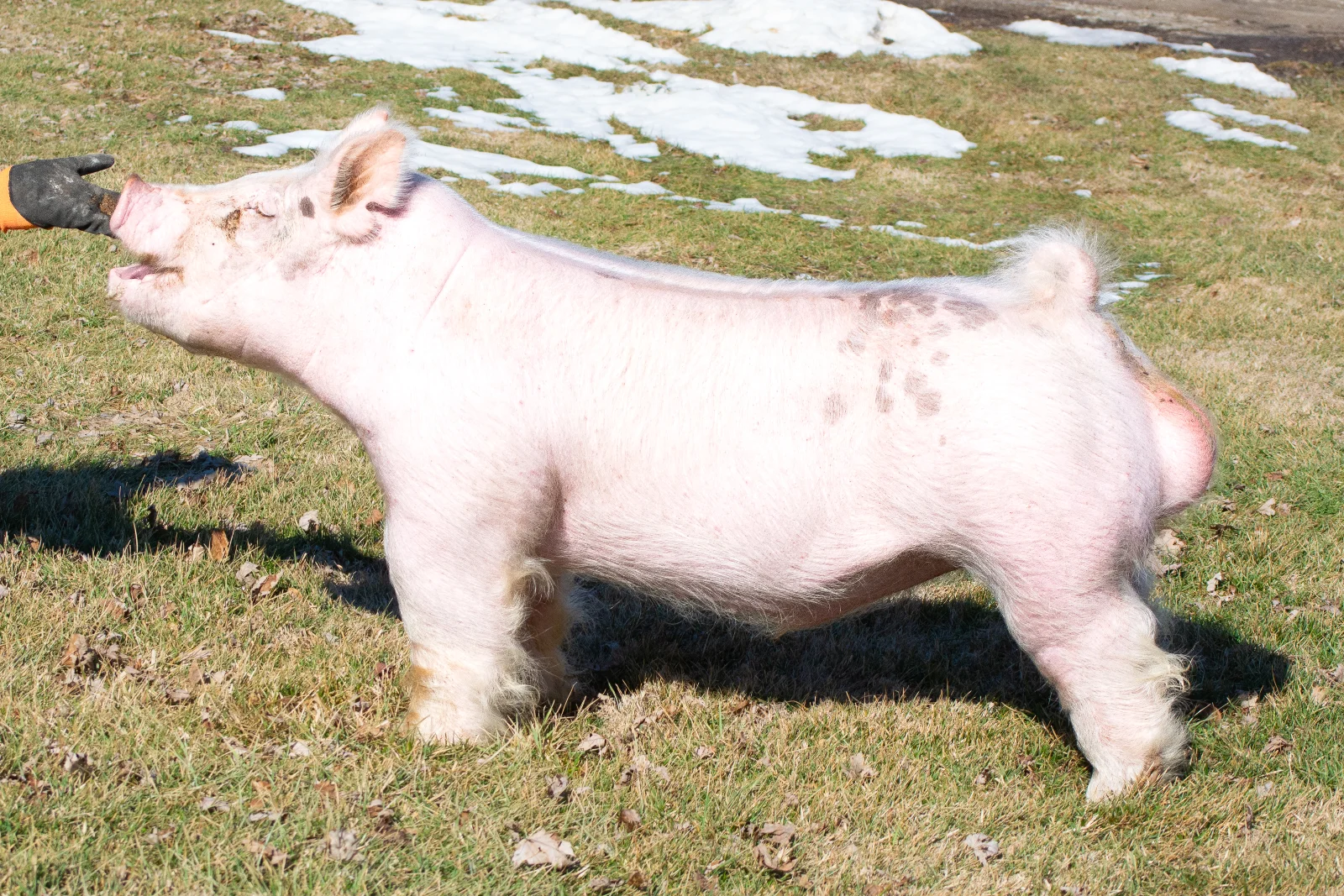 Tell a Friend — Light Cross boar