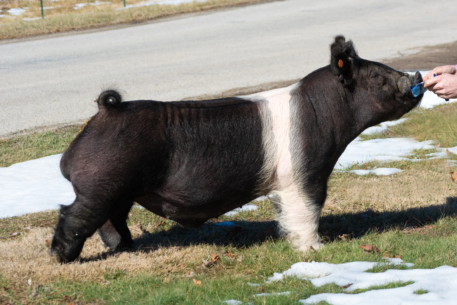 Unshaken — Dark Cross boar