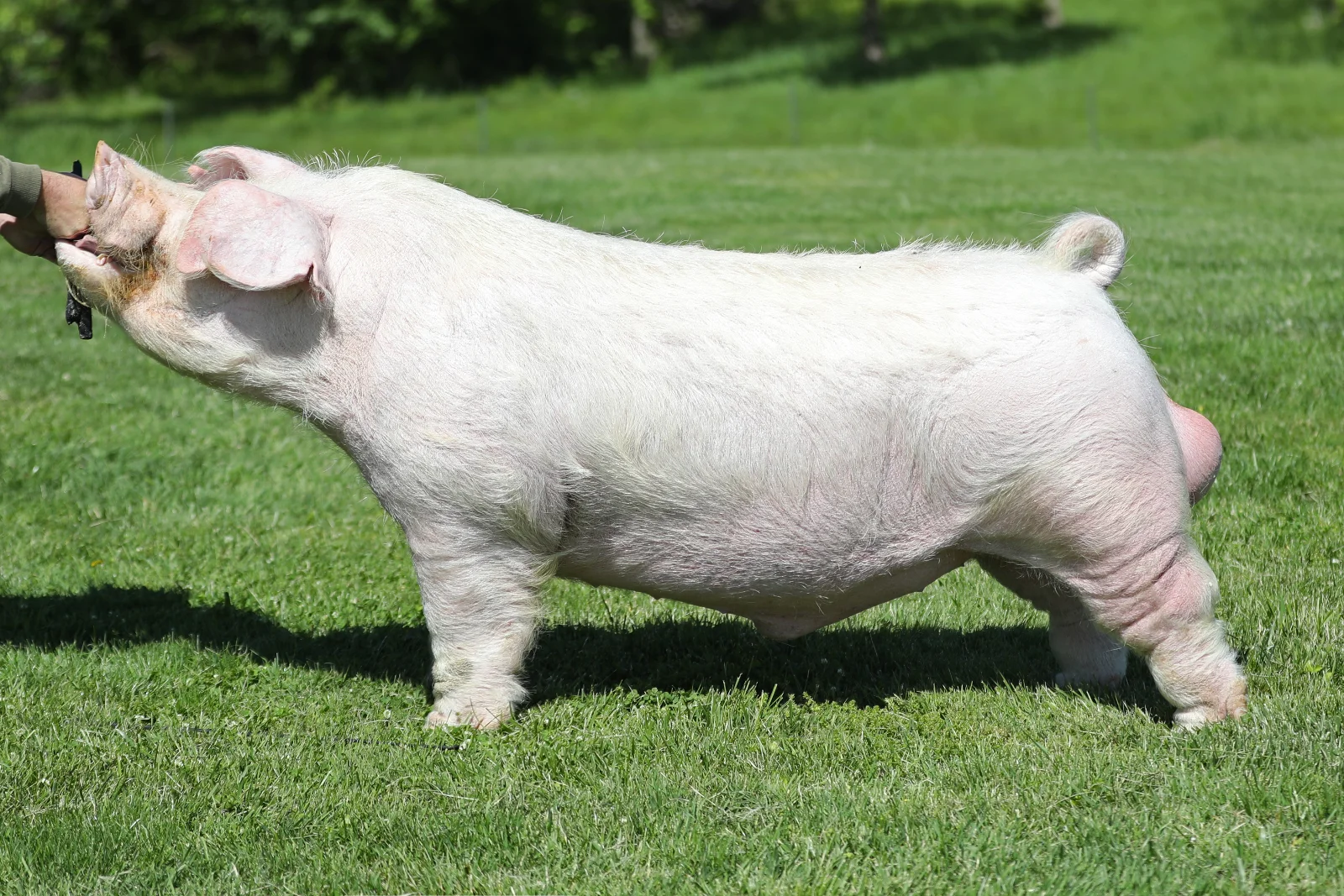Warning Track — Landrace boar
